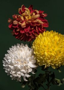 chrysanthemums