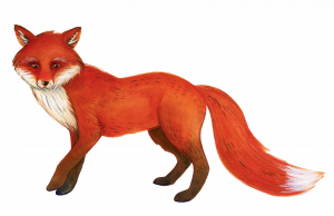 The Fox