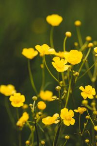 Buttercup Flowers