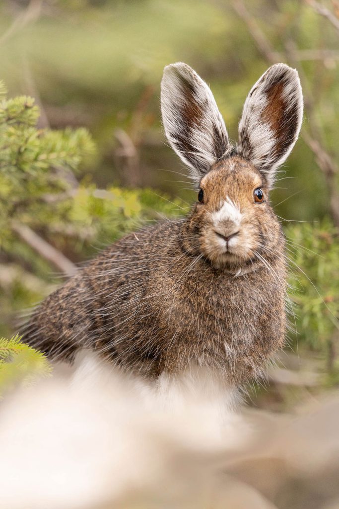 Hare